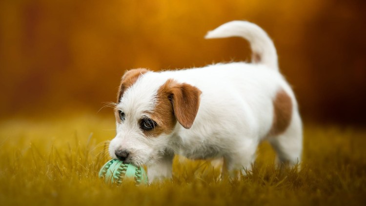 Парсон Джек Рассел 1990