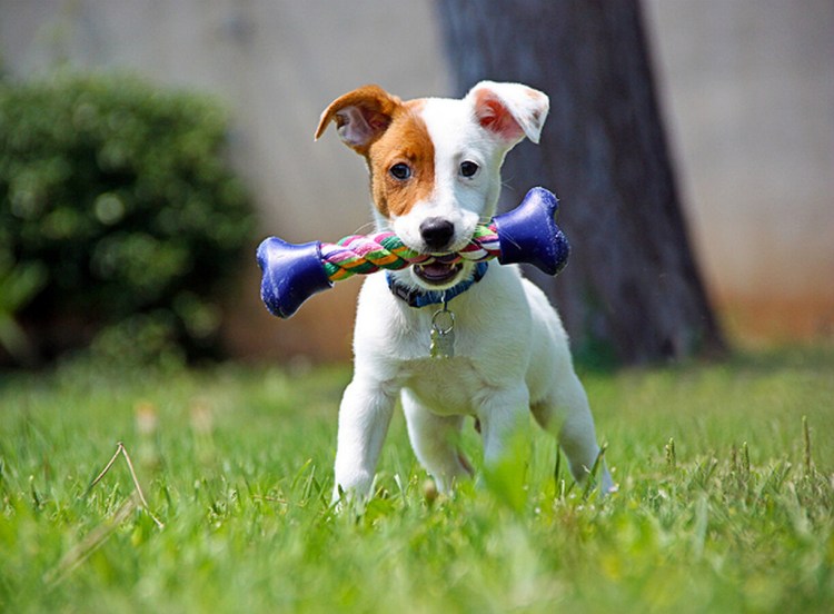 Джек-Рассел-терьер коротколапый