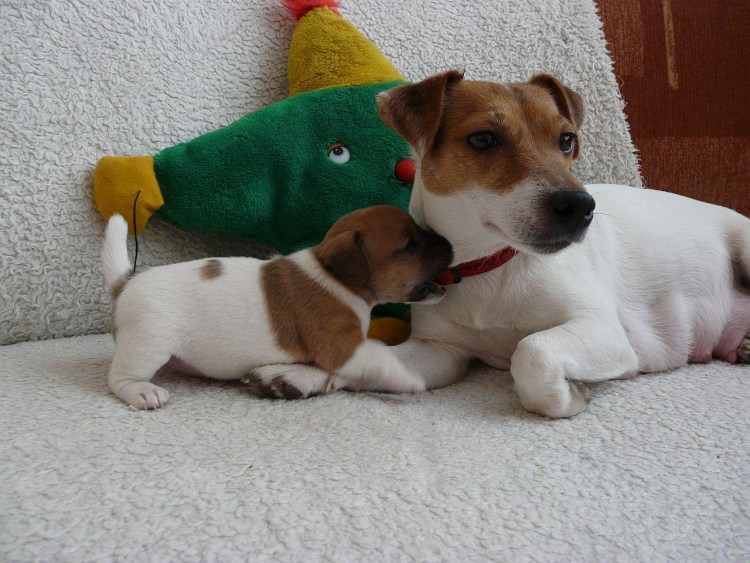 Джек Рассел