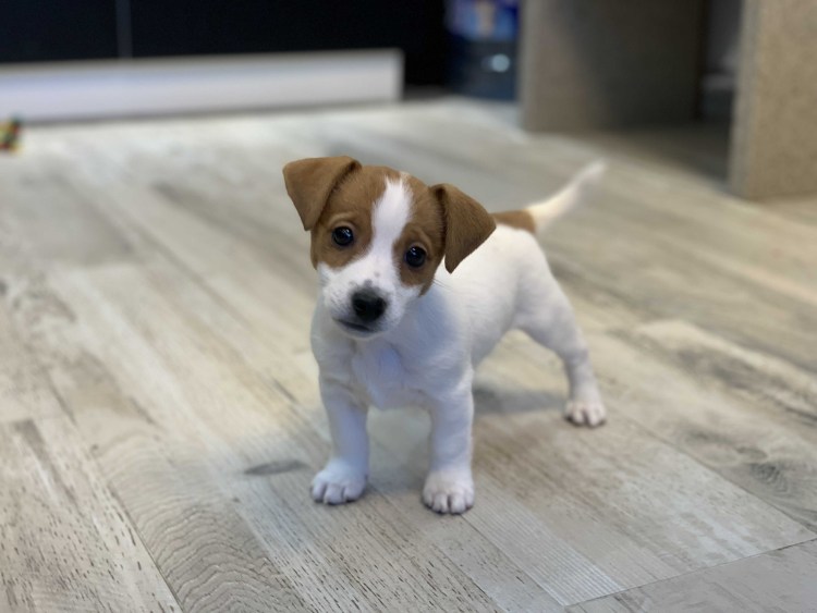 Порода собак Джек Рассел терьер