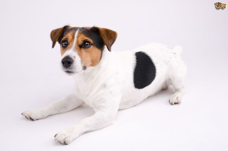 Джек Рассел терьер Майо
