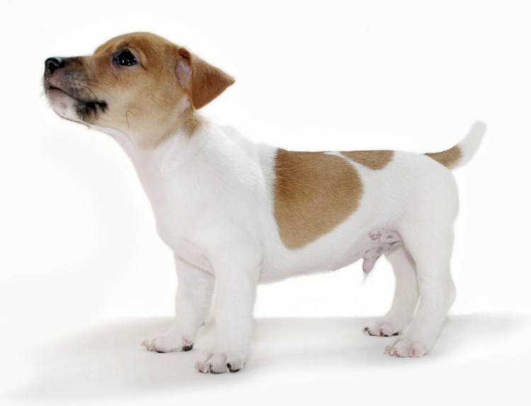 Джек Рассел Пинаколада