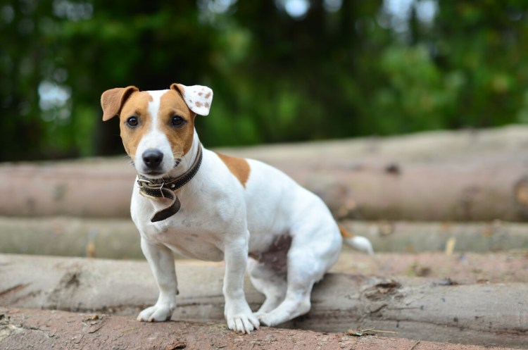 Джек-Рассел-терьер щенок