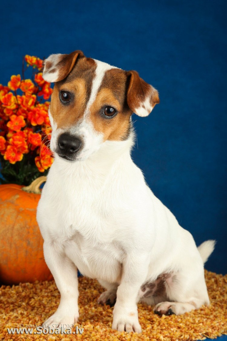 Парсон терьер