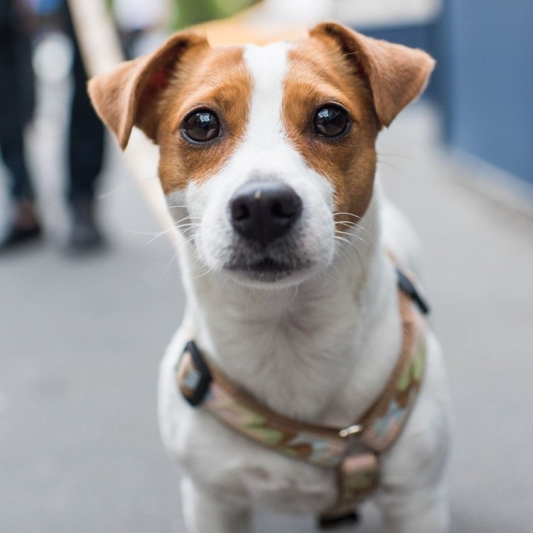 Джек Рассел щенок рыжий