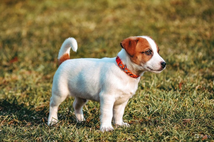 Джек-Рассел-терьер щенок