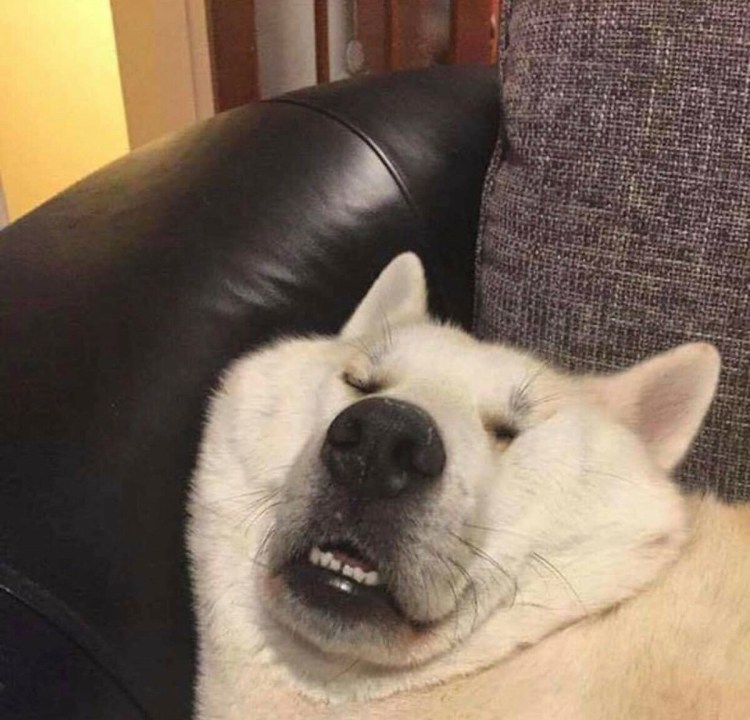 Собаку Жмыхнуло