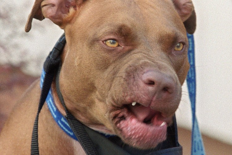 Собаки улыбаки