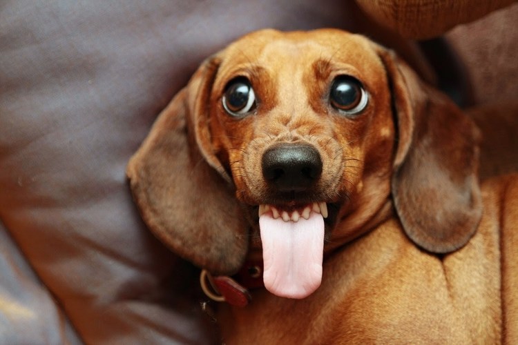 Собака на белом фоне