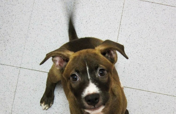 Волк крутит у Виска