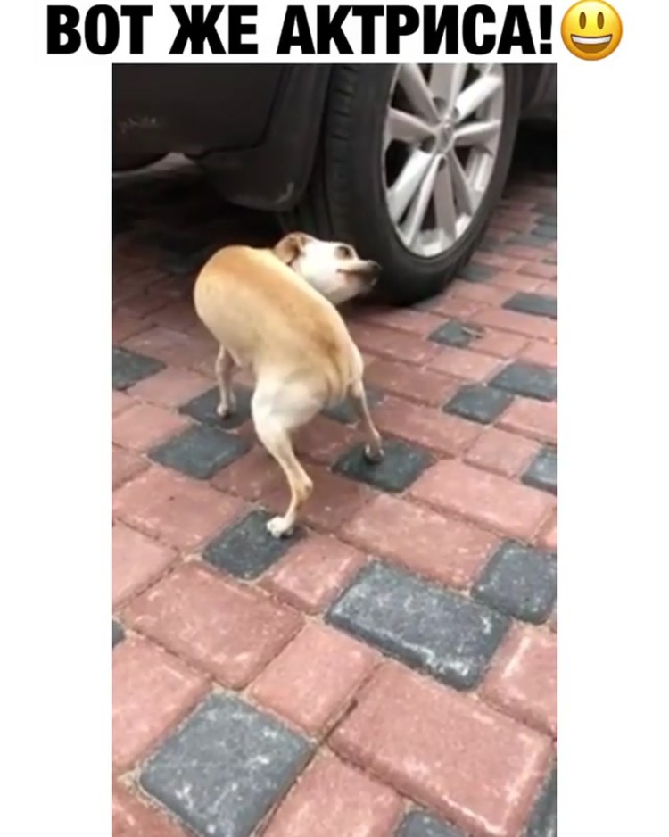 Лысые немецкие овчарки