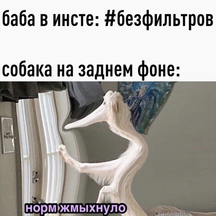 Смешанные собаки