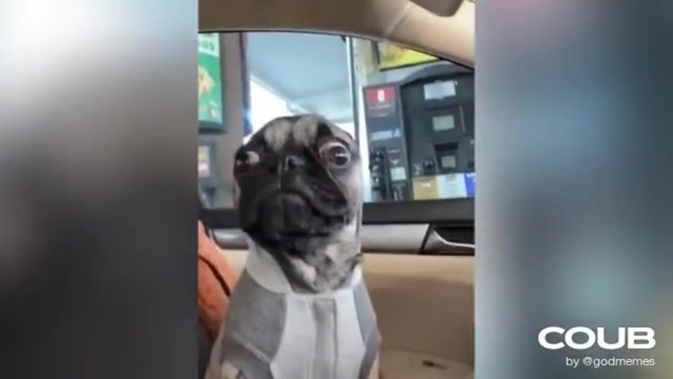 Чихающий пес