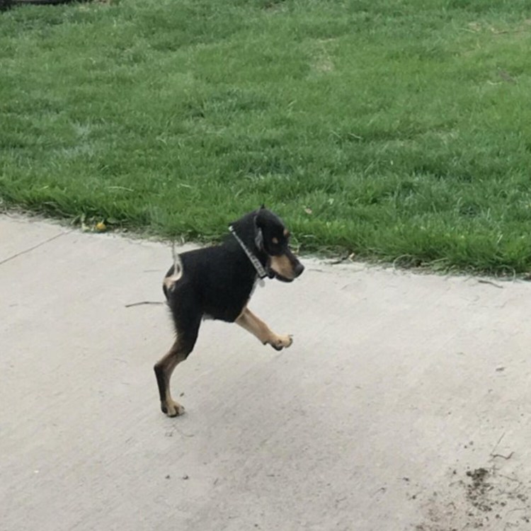 Мемная собака на аву