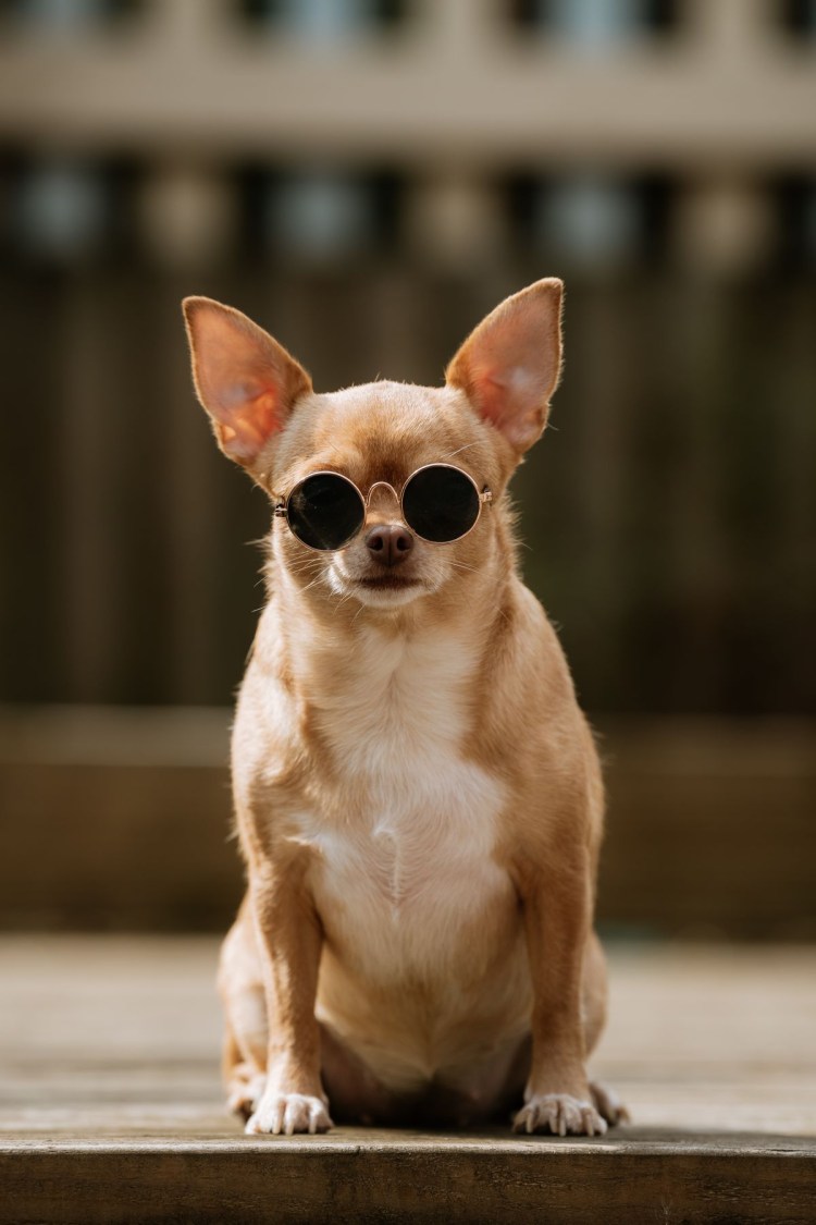 Собаку укусила пчела