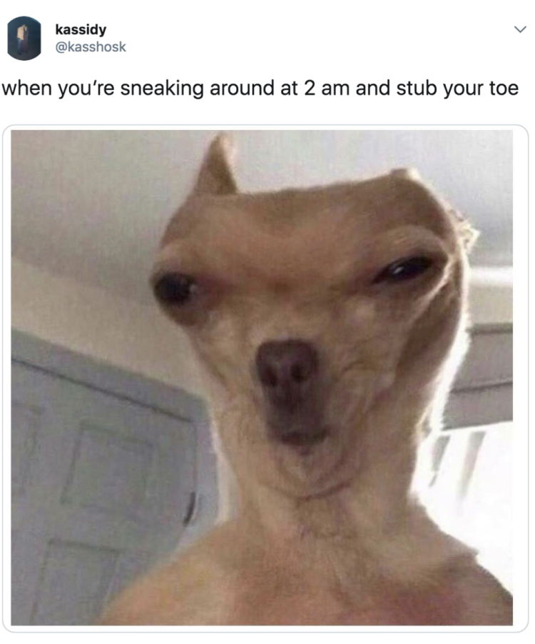 Овчарка Квазимодо