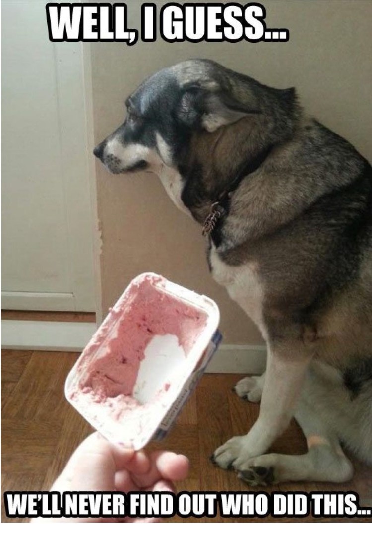 Злая собака