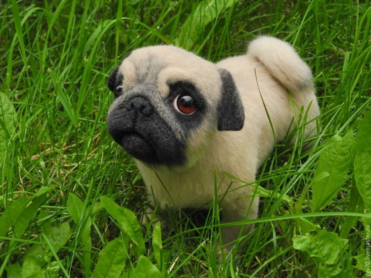 Собака которую ужалила пчела