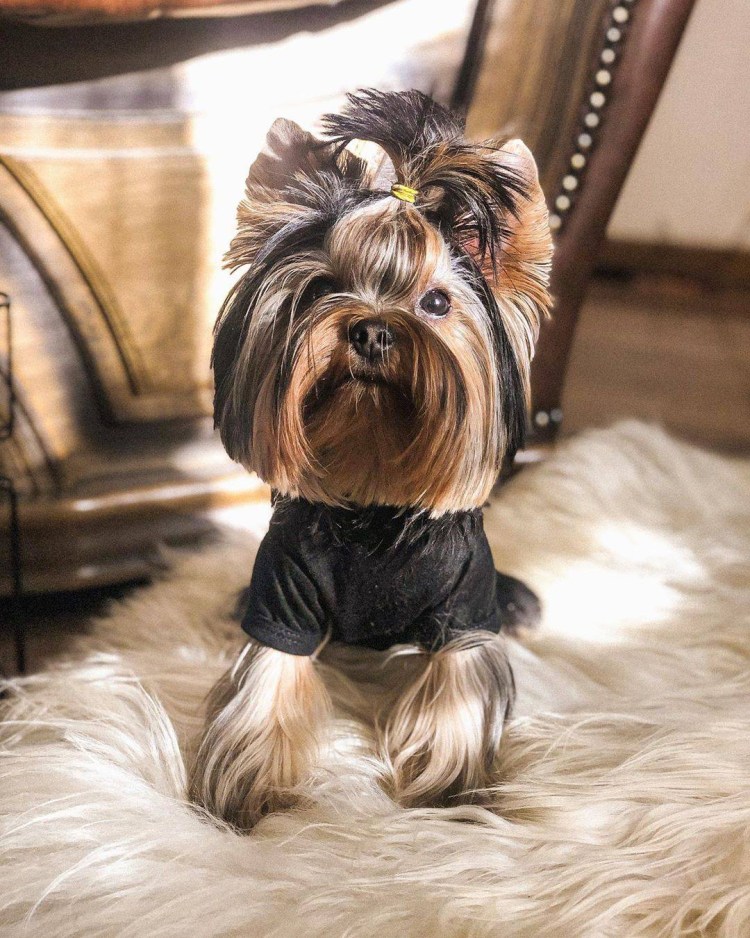 Йоркширский терьер чемпионы мира