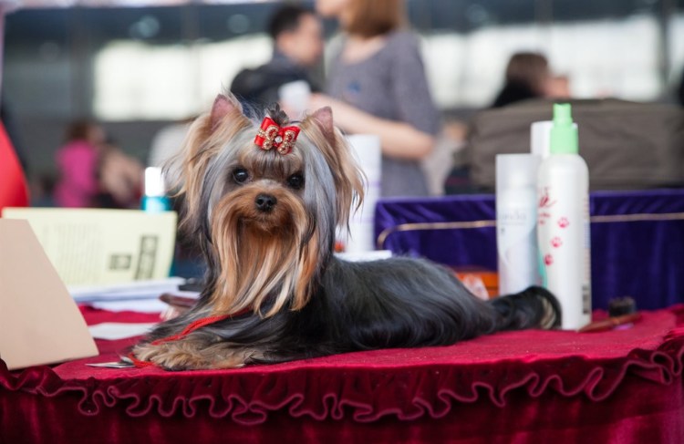На выставке собак