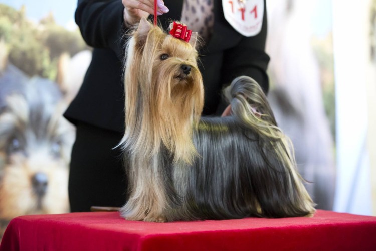 Йоркширский терьер портрет