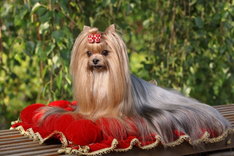 Выставка йоркширских терьеров в Москве 2021