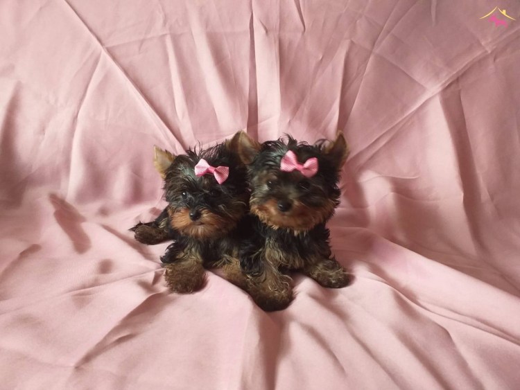 Йоркширский терьер Ольги лепе