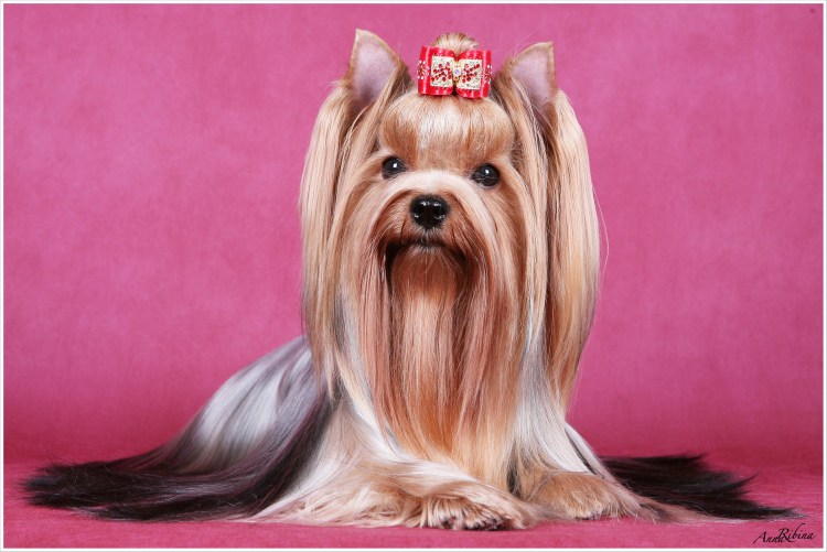 На выставке собак