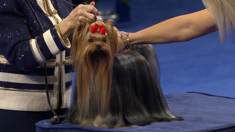 Вестминстер шоу Йоркширский терьер