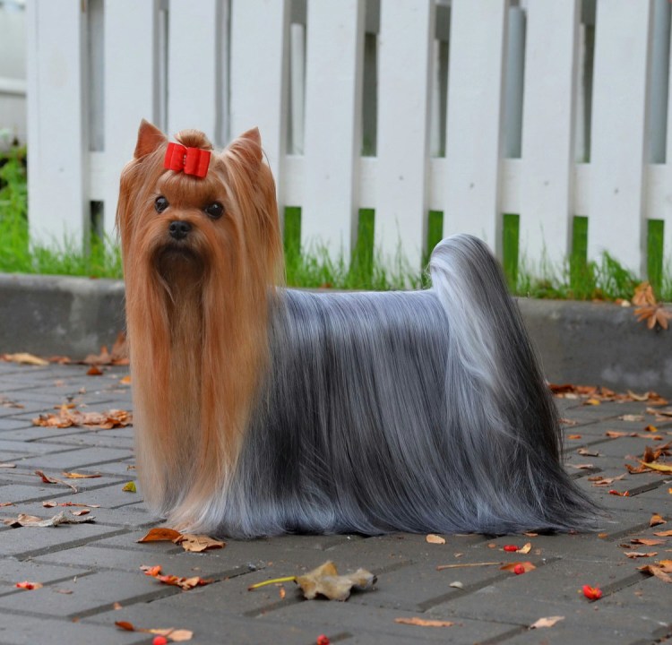 Йоркширский терьер выставочный