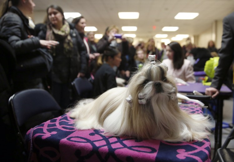 Вестминстер выставка собак