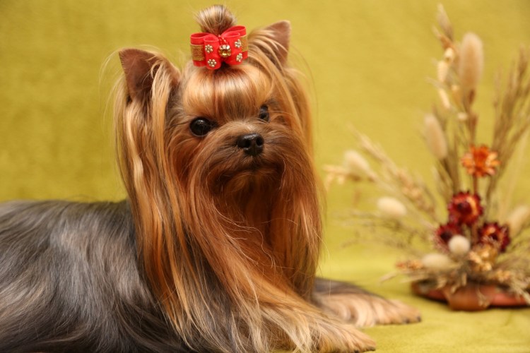 Йоркширский терьер Ксюша Бородина