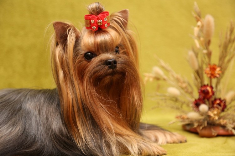 Йоркширский терьер Беби фейс