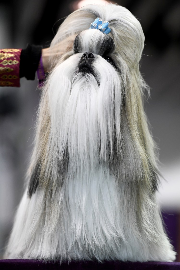 Вибир йорширский тетръер