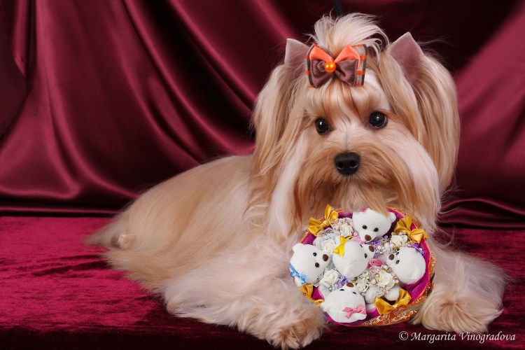 Чистокровный Йоркширский терьер