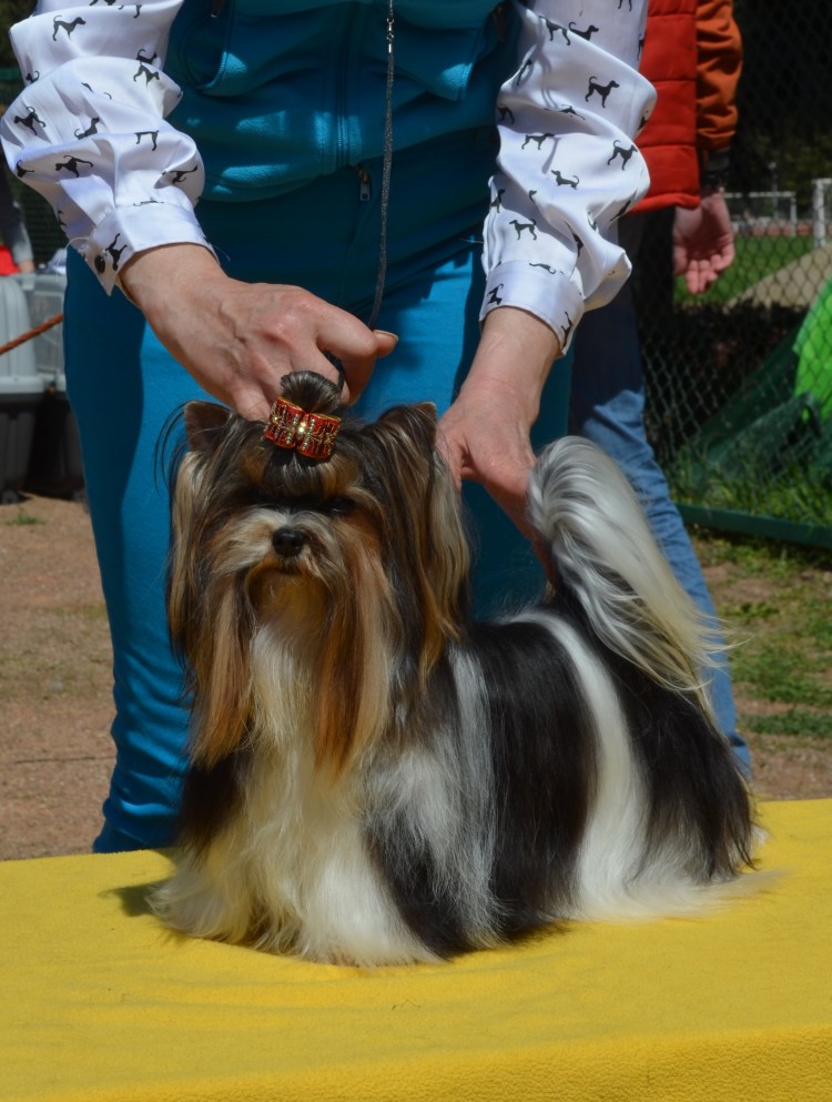 Йоркширский терьер Бивер мрамор
