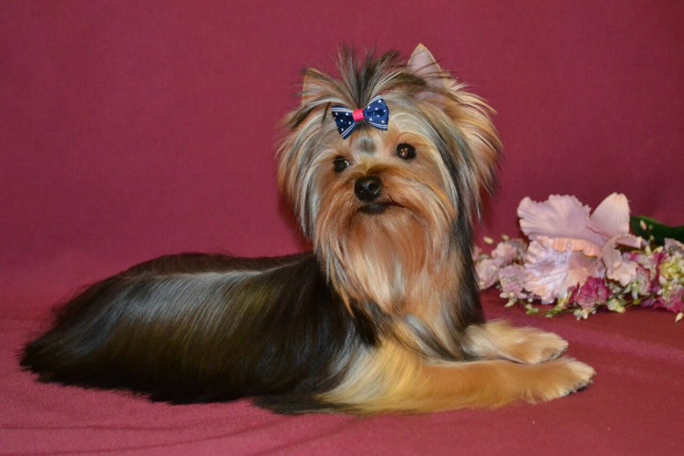 Красивые собаки домашние маленькие