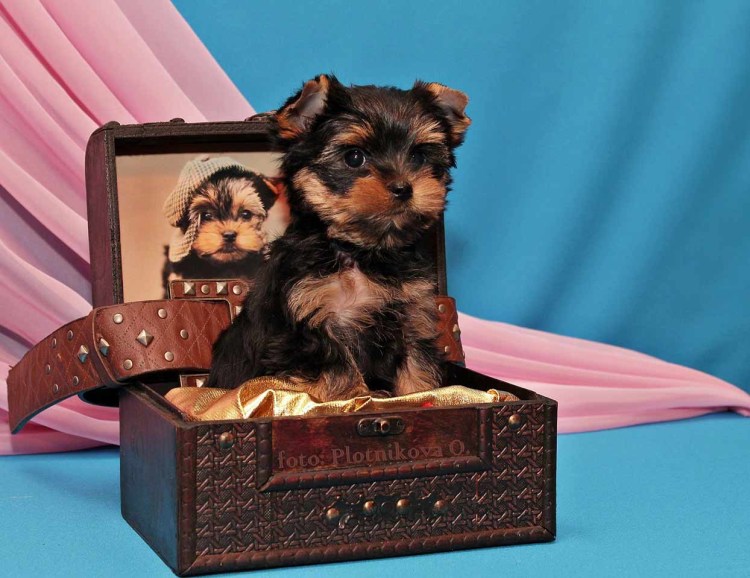 Самый маленький Йоркширский терьер