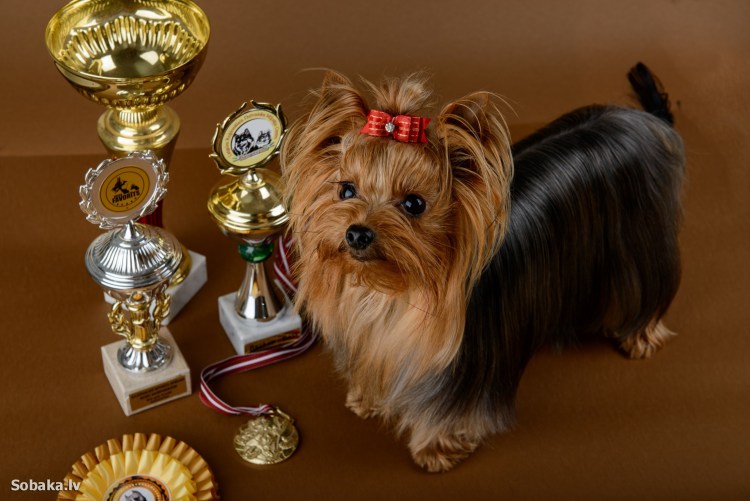 Выставка собак Йоркширский терьер
