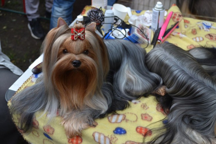 Йоркширский терьер в папильотках