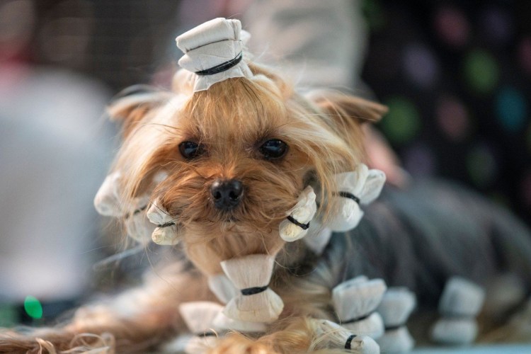 Вестминстер шоу Йоркширский терьер