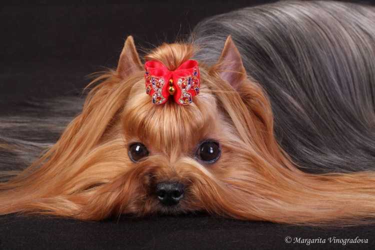 Йоркширский терьер