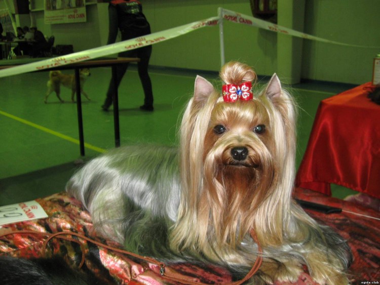 Йоркширский терьер призёр
