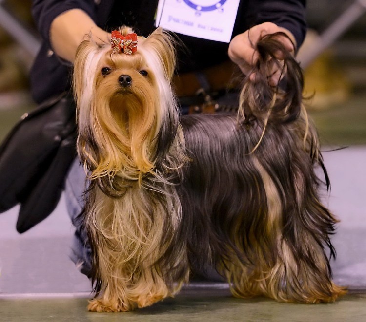 Йертеркшерийский терьер