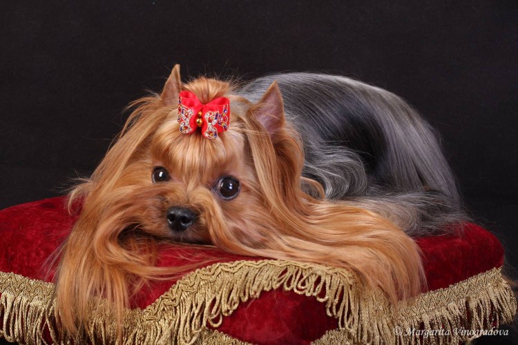 Breed Йоркширский терьер