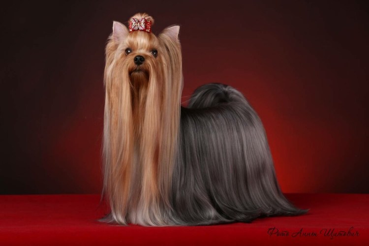 Йоркширский терьер с длинной шерстью