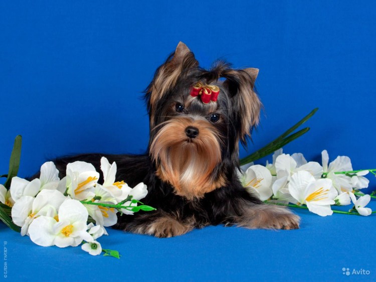 Обои Йоркширский терьер