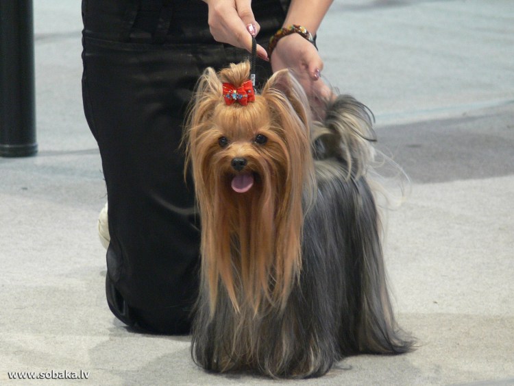 Йоркширский терьер неухоженный фото