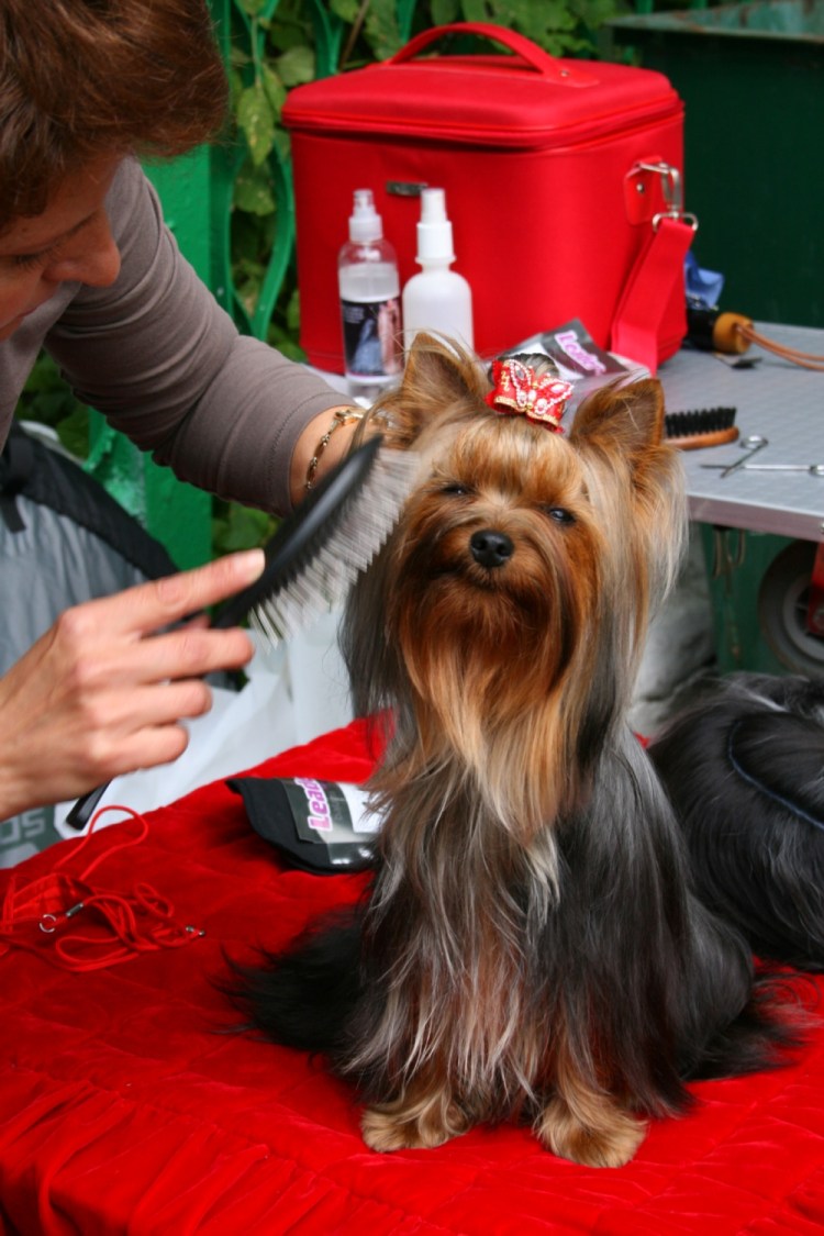 Йорк на выставке