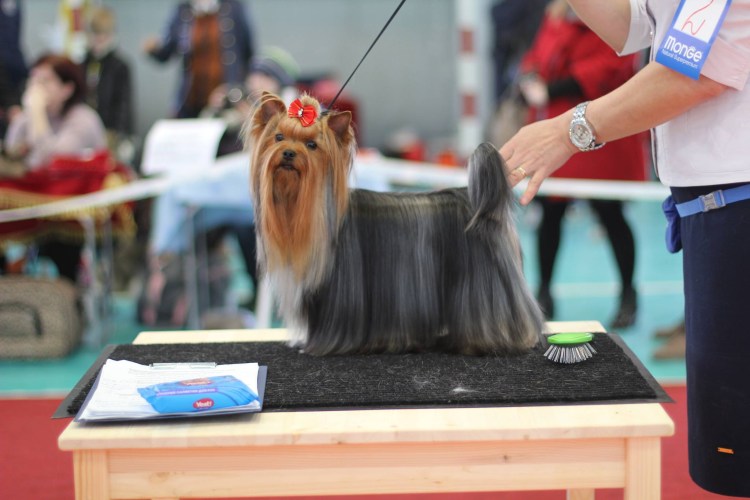Выставочный грумминг Йорка